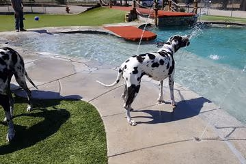Country Kennels Dawg Water Park